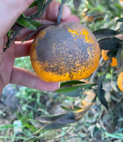 السلام عليكم ايه الحل لوسمحتم يوسفندى بلدى